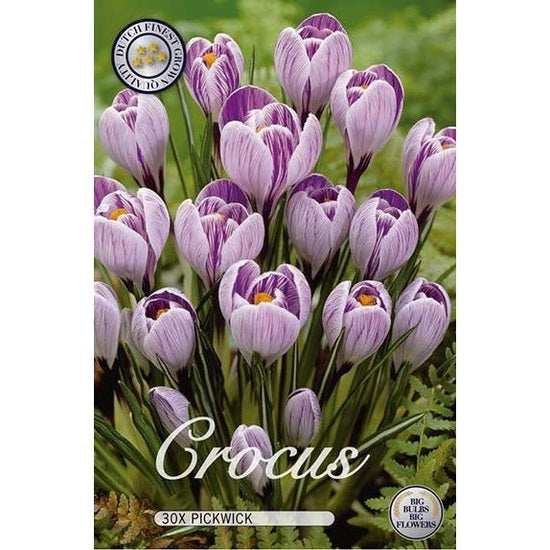 Krokus Pickwick 30-pack